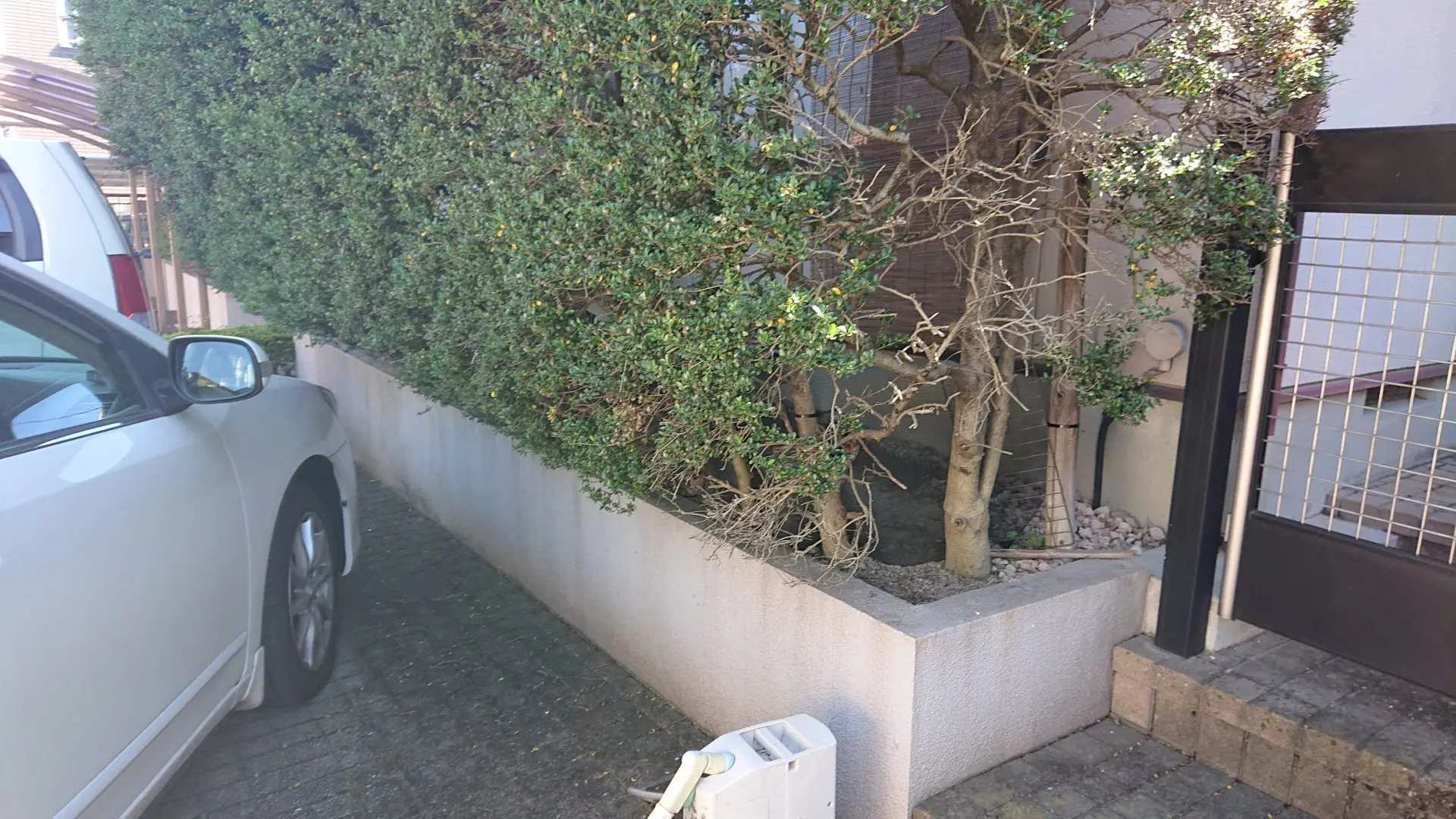 既存生垣を目隠しフェンスへ サン ライフ 名古屋市緑区 エクステリア ガーデニング リフォームなら 既存生垣を目隠しフェンスへ サン ライフ 名古屋市緑区 エクステリア ガーデニング リフォームなら